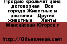 Продаю крольчат цена договорная - Все города Животные и растения » Другие животные   . Ханты-Мансийский,Югорск г.